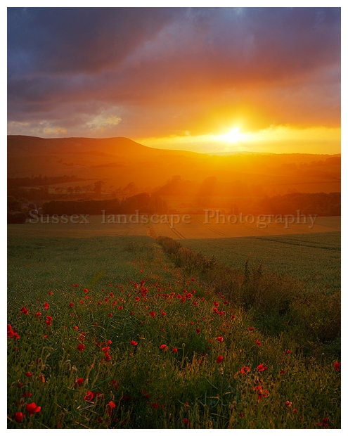 slides/Summer Light.jpg raking light,poppies,sunset,south downs national park, long man of wilmington,east sussex,field,clouds Summer Light